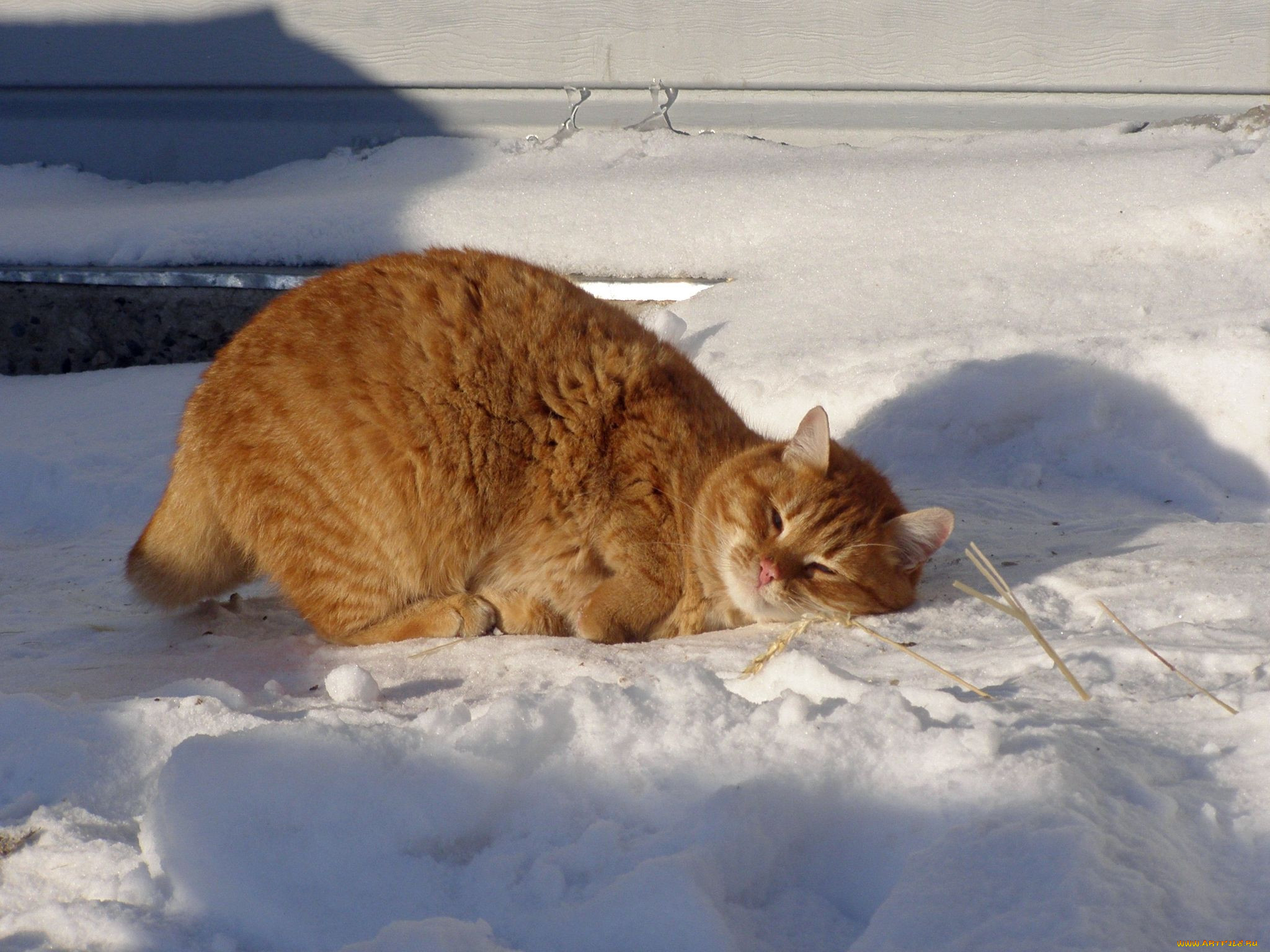 Толстый рыжий кот в снегу